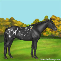 Horse Color:Black Appaloosa 