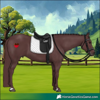 Horse Color:Chocolate Black