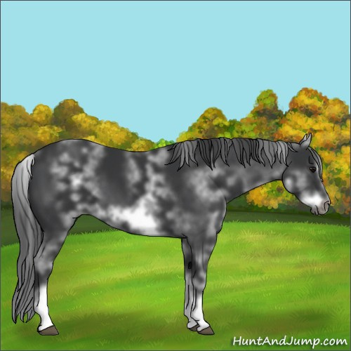 Horse Color:White Spotted Black Sabino Frame 