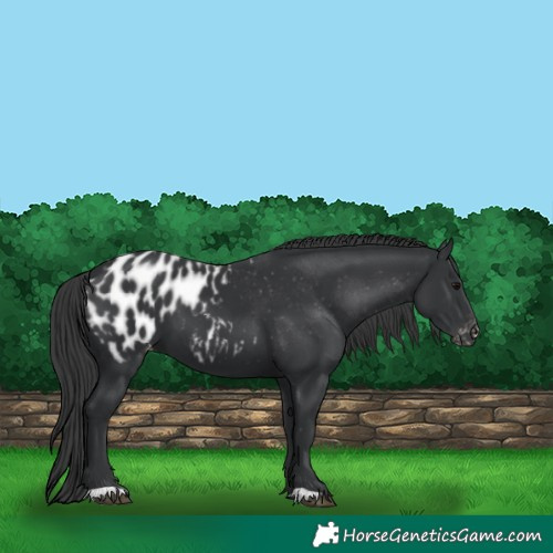 Horse Color:Black Appaloosa 