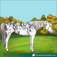 Horse Color:Nacre White Spotted Black Splash Appaloosa 