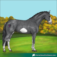 Horse Color:White Spotted Black Sabino Frame