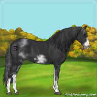 Horse Color:White Spotted Black Sabino Frame