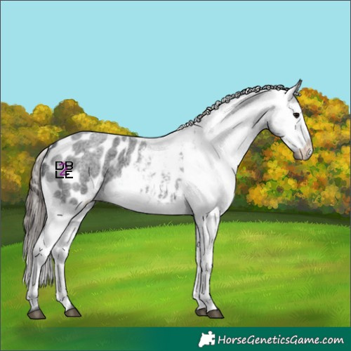 Horse Color:Blue Roan Appaloosa 
