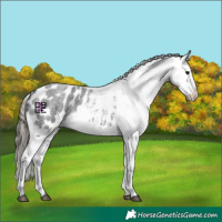 Horse Color:Blue Roan Appaloosa 