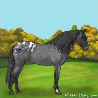 Horse Color:Blue Roan Appaloosa 