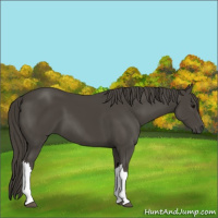 Horse Color:Smoky Black 
