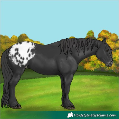 Horse Color:Black Blanket 