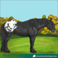Horse Color:Black Appaloosa