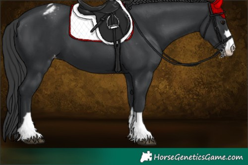 Horse Color:Black Appaloosa 