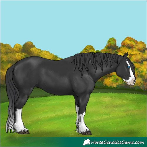 Horse Color:Black Splash 