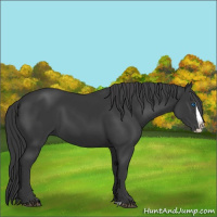 Horse Color:Black Splash