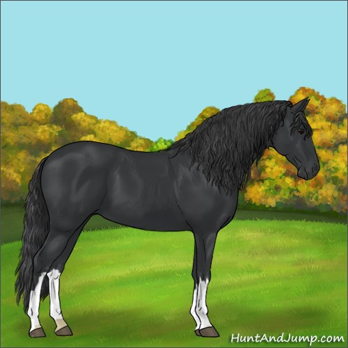 Horse Color:Black 