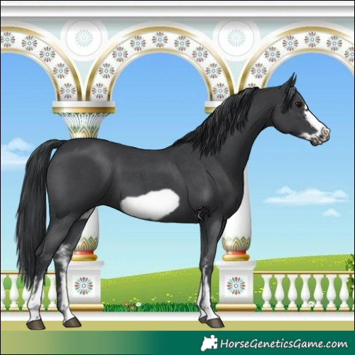 Horse Color:Black Sabino Frame