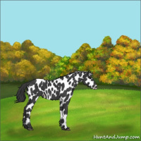 Horse Color:Black Appaloosa 