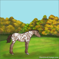 Horse Color:Classic Champagne Appaloosa  and Classic Champagne Appaloosa 