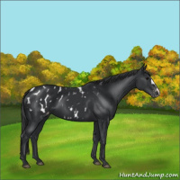 Horse Color:Black Appaloosa 