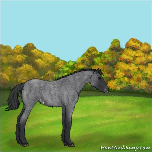 Horse Color:Blue Roan Appaloosa 