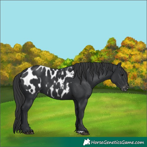 Horse Color:Black Appaloosa 