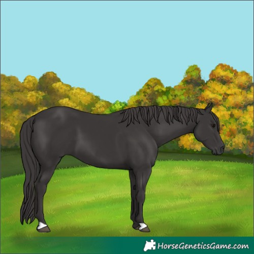 Horse Color:Smoky Black 