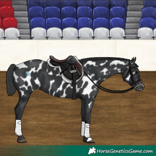 Horse Color:Black Near Leopard 