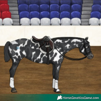 Horse Color:Black Near Leopard