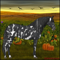 Horse Color:Black Appaloosa
