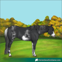 Horse Color:White Spotted Black Sabino Frame