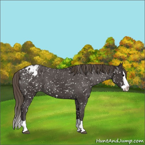Horse Color:Smoky Black Splash Snowflake Varnish 