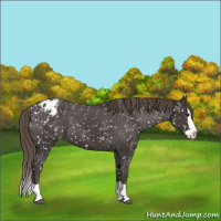 Horse Color:Smoky Black Splash Snowflake Varnish