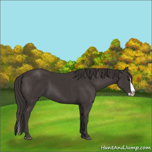 Horse Color:Unknown 