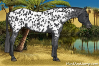 Horse Color:Black Appaloosa 