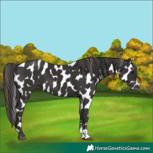 Horse Color:Smoky Black Appaloosa 