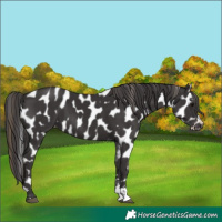 Horse Color:Smoky Black Appaloosa 