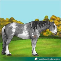 Horse Color:White Spotted Black Sabino Frame 