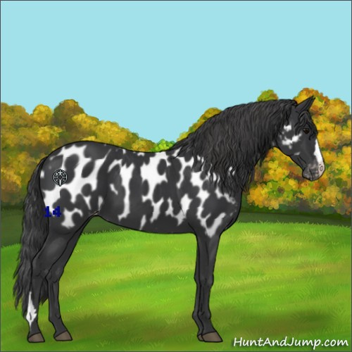 Horse Color:Black Appaloosa 
