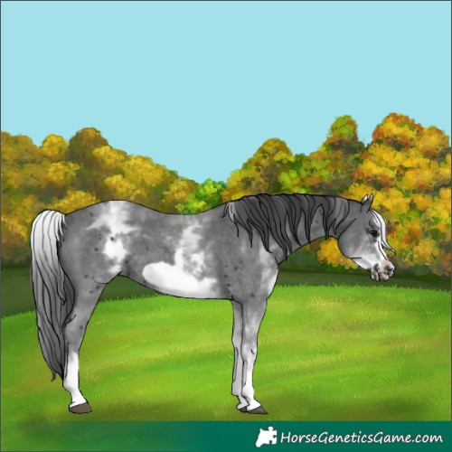 Horse Color:White Spotted Black Sabino Frame 