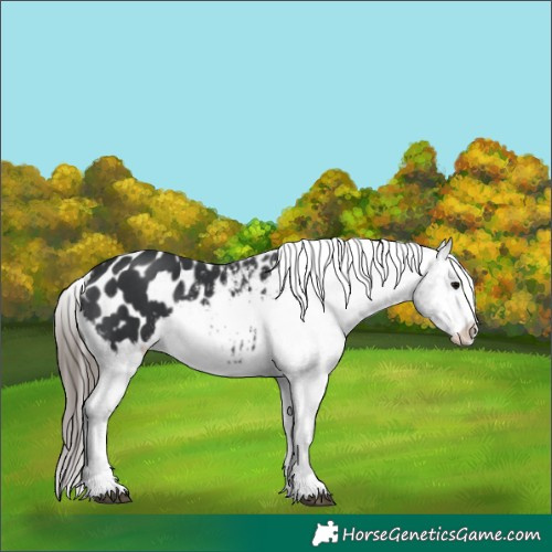 Horse Color:Black Appaloosa 