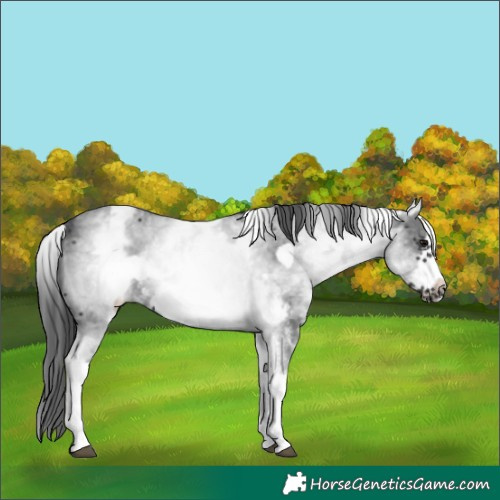 Horse Color:White Spotted Black Sabino Frame 