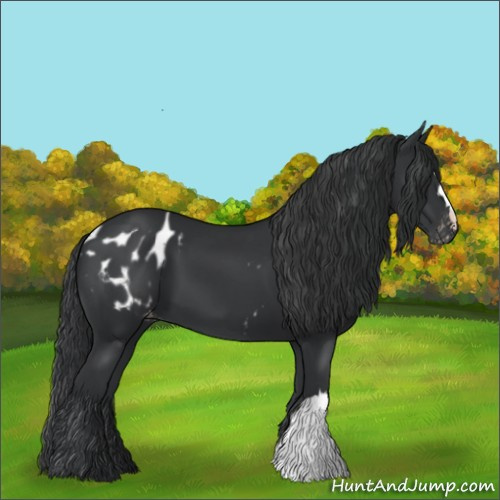 Horse Color:Black Blanket 