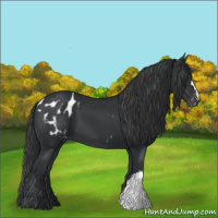 Horse Color:Black Appaloosa