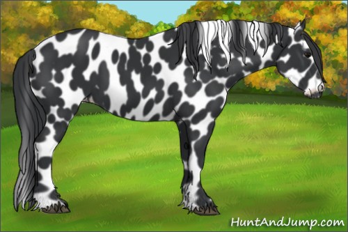 Horse Color:Black Appaloosa 