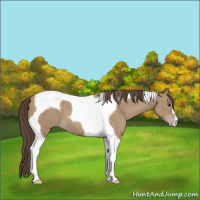 Horse Color:Classic Champagne Tobiano 