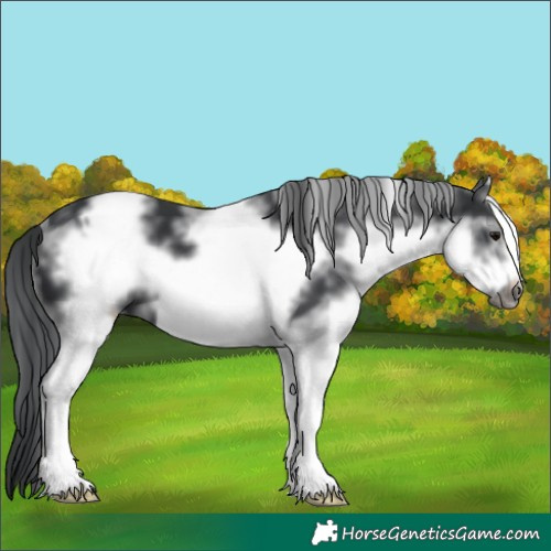 Horse Color:White Spotted Black Sabino Frame