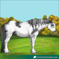 Horse Color:White Spotted Black Sabino Frame 