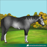 Horse Color:Gray White Spotted Black 