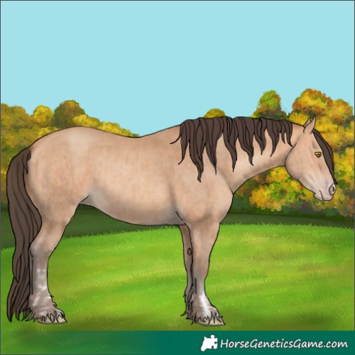Horse Color:Amber Champagne and Amber Champagne