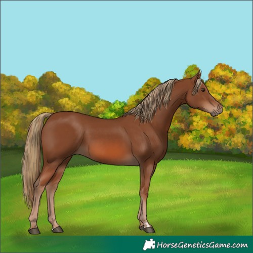 Horse Color:Chestnut  and Chestnut 