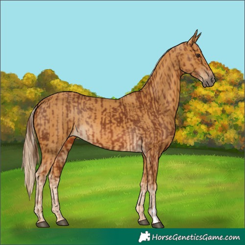 Horse Color:Chestnut  and Palomino 