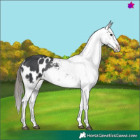 Horse Color:Black Blanket 